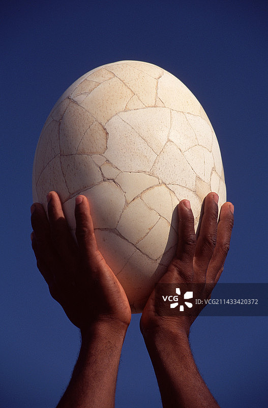 马达加斯加象鸟蛋化石图片素材