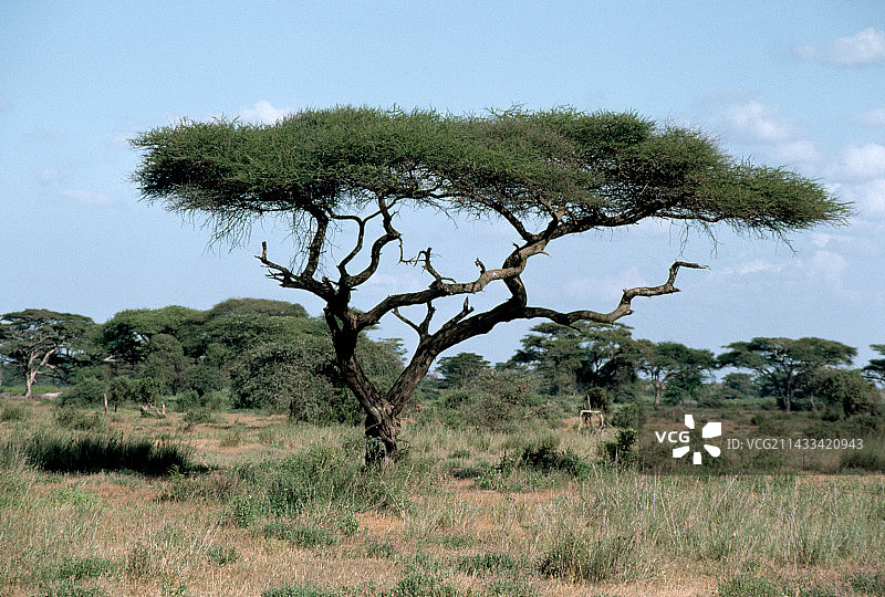肯尼亚稀树草原上的伞形金合欢树图片素材