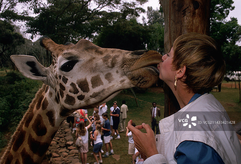 女人与罗斯柴尔德长颈鹿分享亲吻图片素材