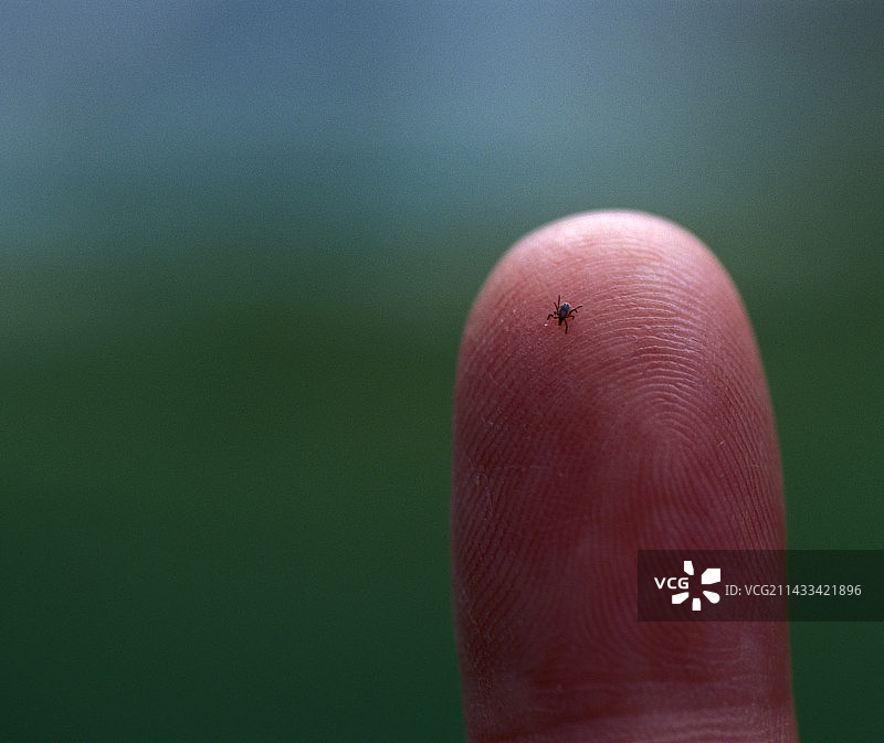 指尖上的蜱虫图片素材
