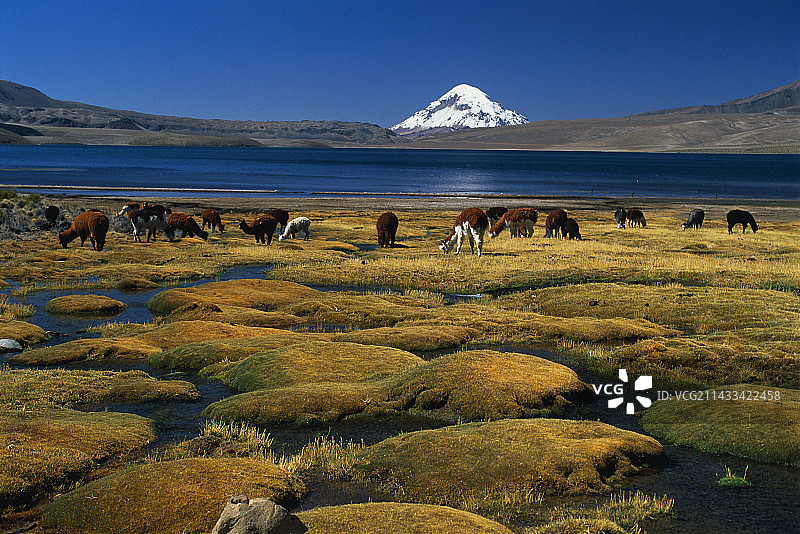在沼泽中吃草的羊驼图片素材