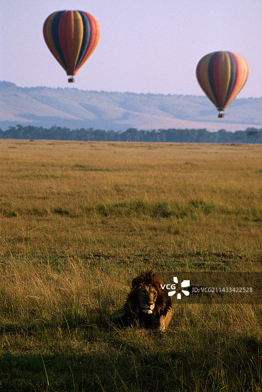 肯尼亚马赛马拉野生动物保护区内的狮子和热气球图片素材