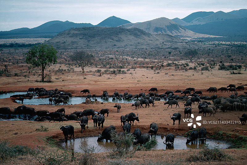 在察沃西部国家公园水坑里的非洲水牛群图片素材