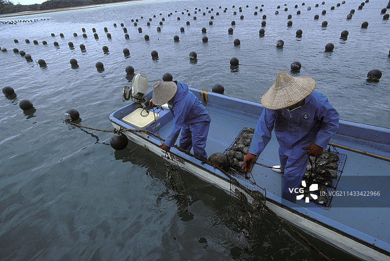 黑珍珠养殖图片素材