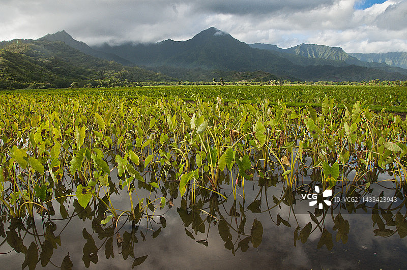 可爱岛上的芋头农场图片素材