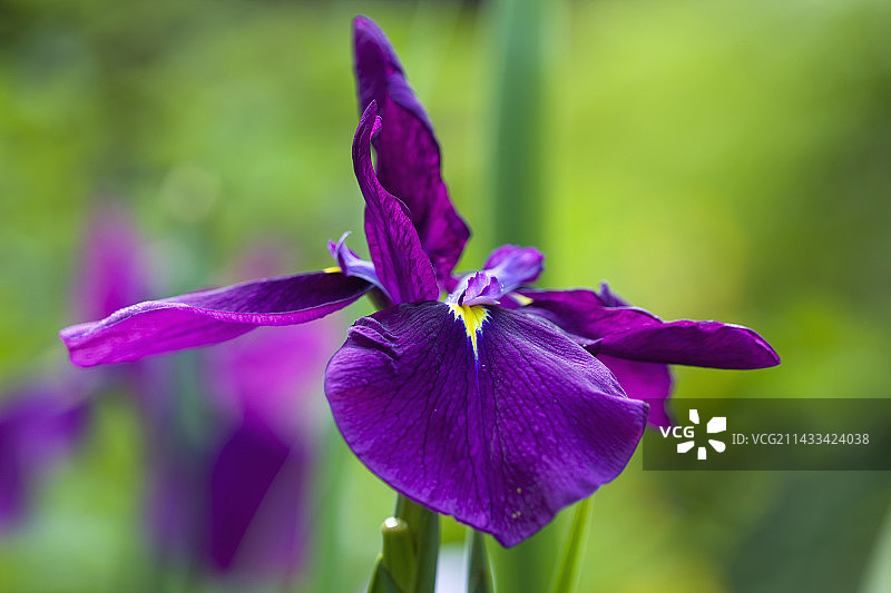 德文郡马伍德山：燕子花国家收藏——日本鸢尾“皇家紫”图片素材