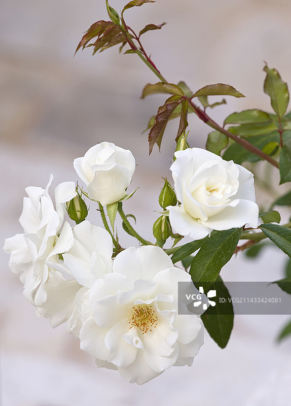 希腊科孚岛卡西奥佩亚庄园：冰山月季特写，白色花卉植物写真图片素材