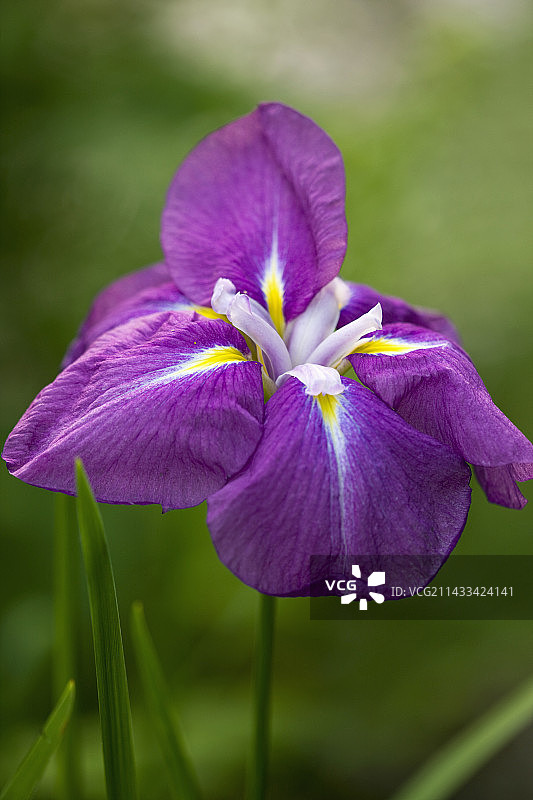 德文郡马伍德山：燕子花国家收藏——深紫丁香粉色日本燕子花图片素材