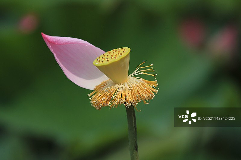 模糊背景下的荷花花朵特写镜头图片素材