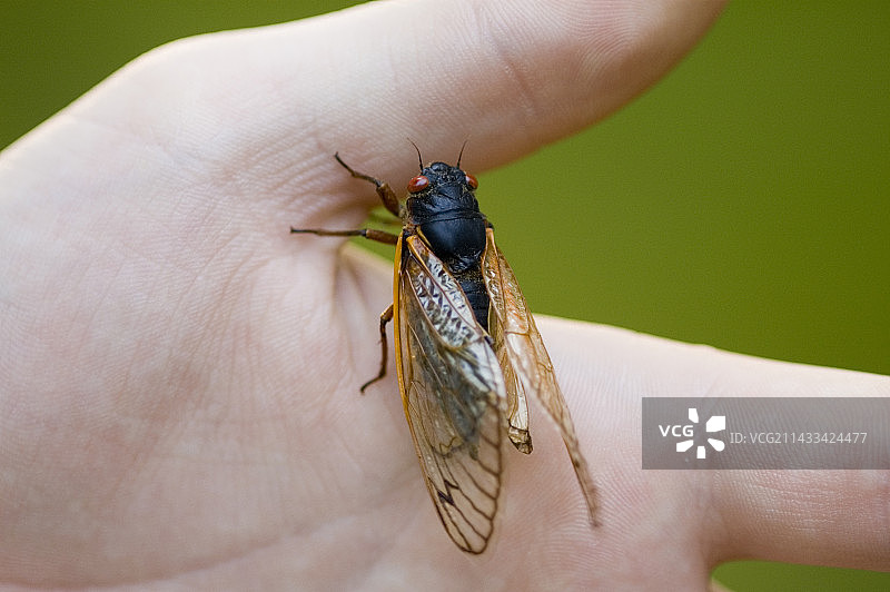 在青少年手上爬行的蝉图片素材