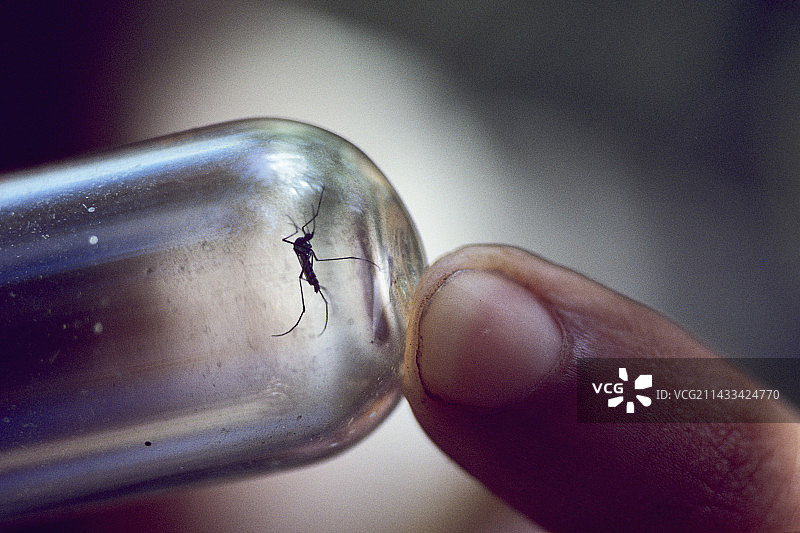装在小瓶里的黄热病蚊子图片素材