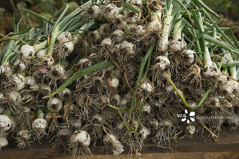 尼加拉瓜农业图片素材