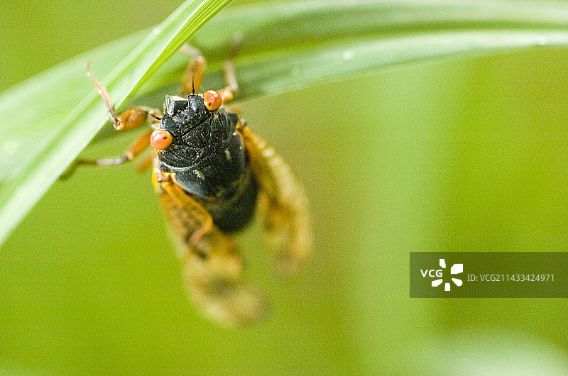蝉的生命周期图片素材