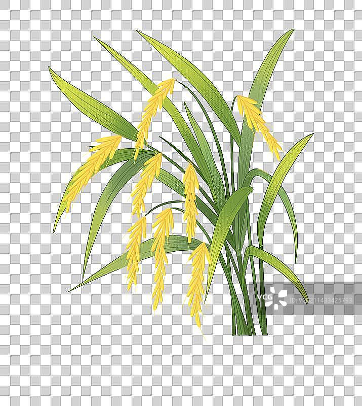 水稻插画素材春种大米丰收秋收节气图片素材