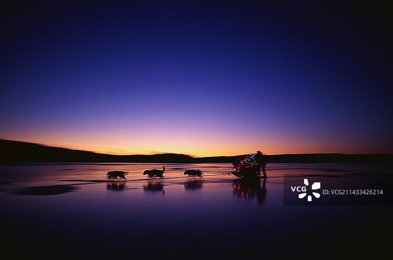 狗队在冰冻的湖面上奔跑图片素材