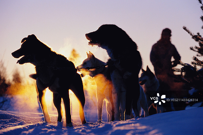 雪橇犬队的剪影图片素材