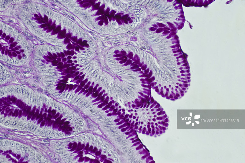 胃壁细胞图片素材