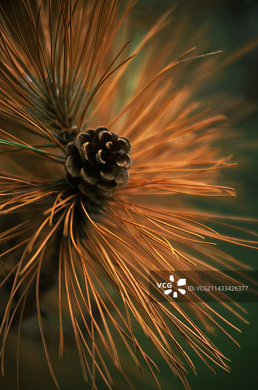 白色铁湖上的松果图片素材