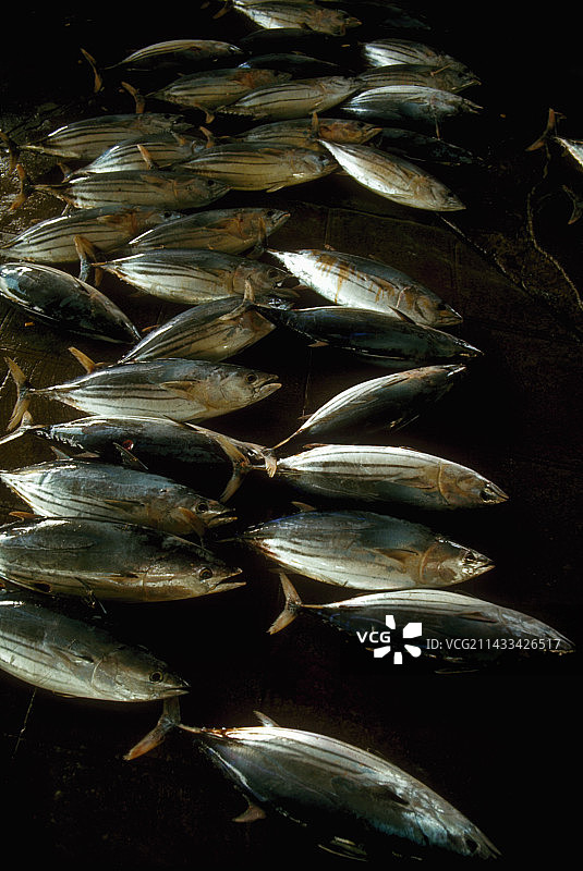 海鲜市场中的鲣鱼图片素材