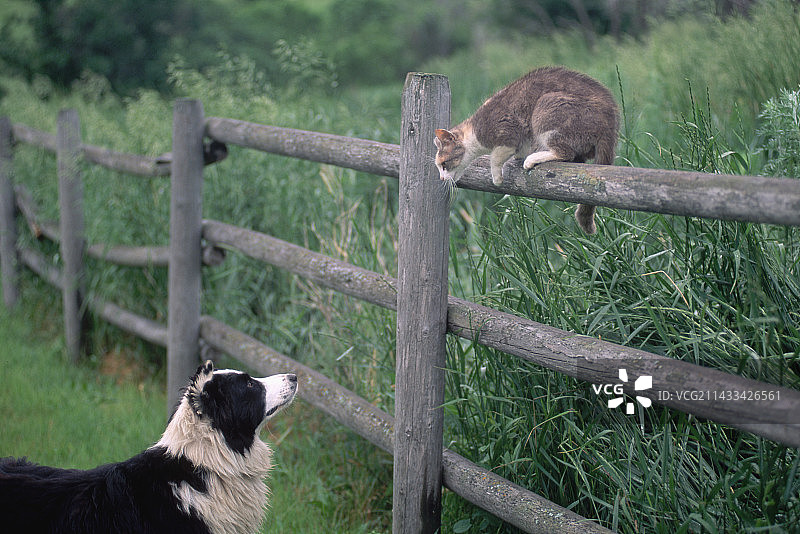 狗狗看着篱笆上的猫图片素材