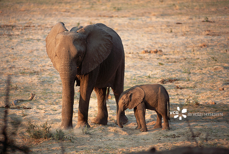 与母亲在一起的小象图片素材