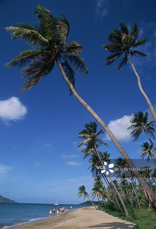 Pinney海滩的棕榈树图片素材