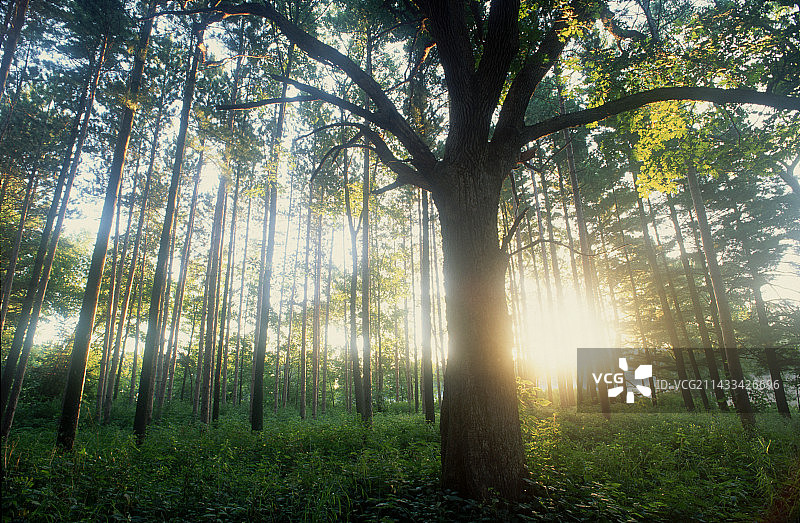 阳光洒进树林图片素材