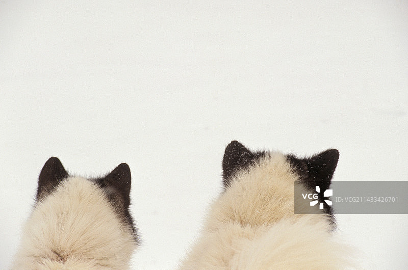 雪橇犬的耳朵图片素材
