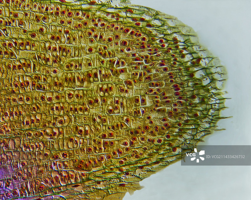 双子叶植物根尖图片素材