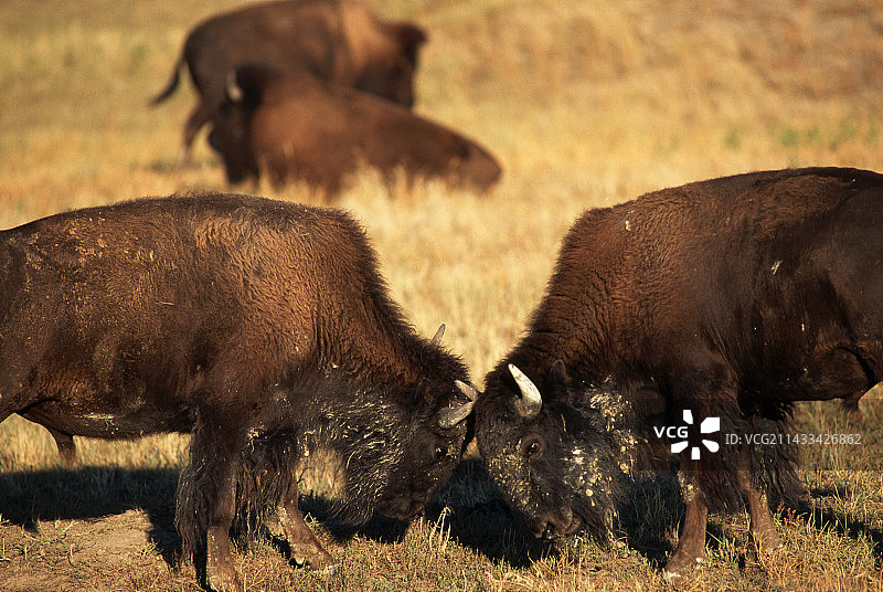 交配季节相互威胁的美洲野牛图片素材