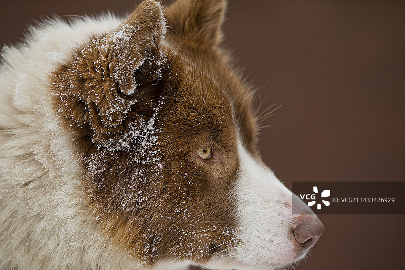 冬季风暴中的狗拉雪橇图片素材