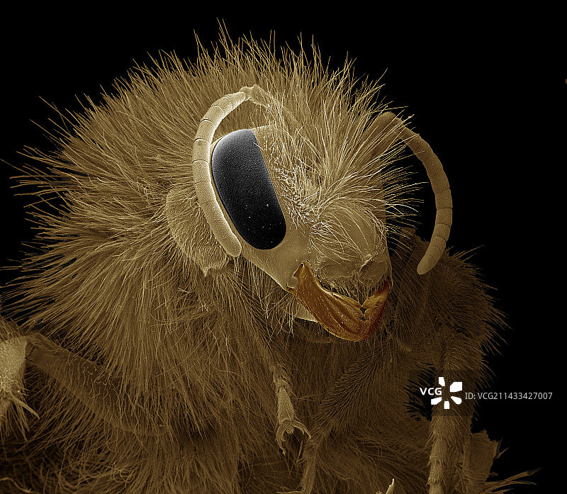 熊蜂的30倍放大图图片素材