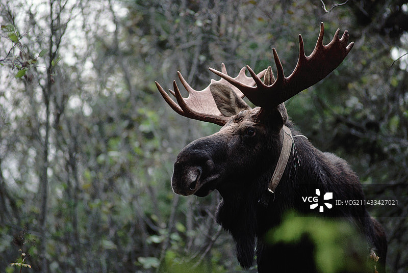 戴着无线电项圈的驼鹿图片素材
