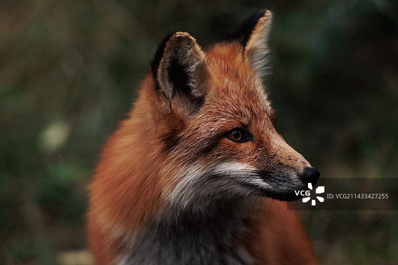 红狐侧影图片素材