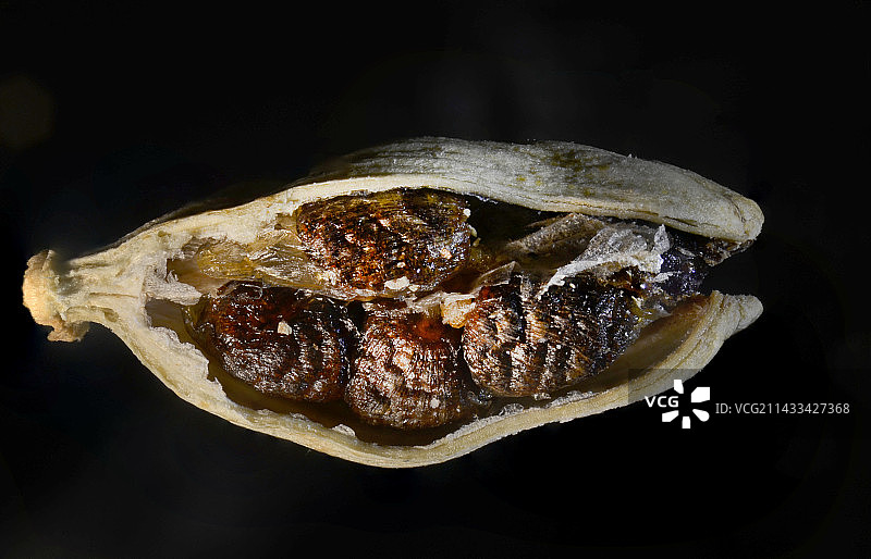 小豆蔻图片素材