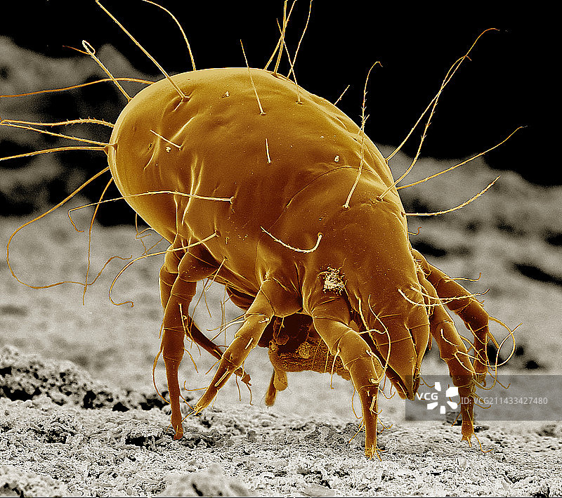 奶酪螨，酪螨图片素材