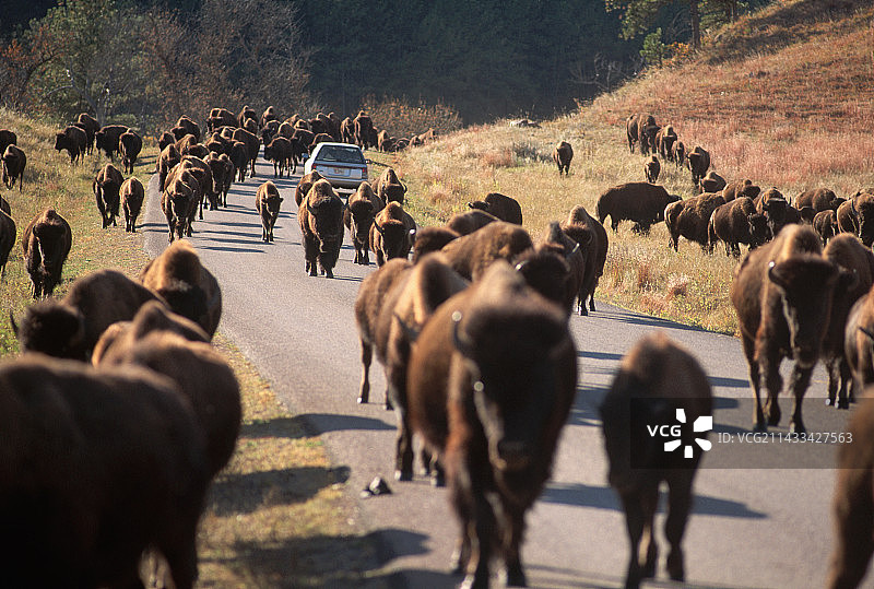 库斯特州立公园路上的野牛群图片素材