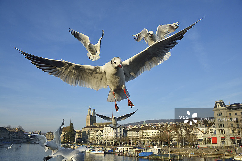 瑞士苏黎世城市上空的海鸥图片素材