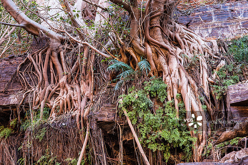 无花果与铁线蕨，戴尔斯峡谷图片素材
