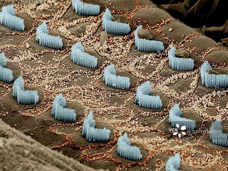 耳蜗毛细胞图片素材