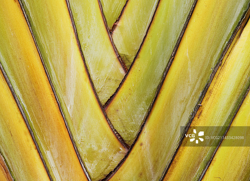 旅人蕉叶特写镜头图片素材