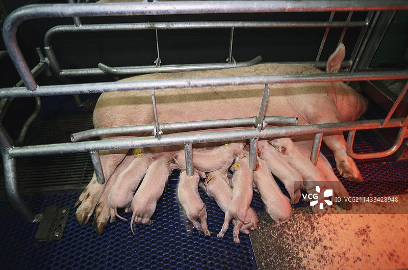 小猪在母猪身边吃奶图片素材