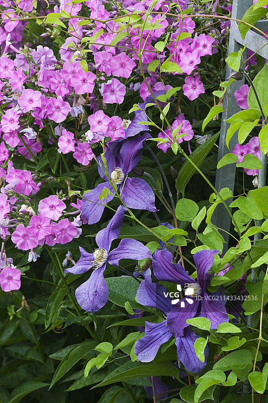 花园中的花朵图片素材