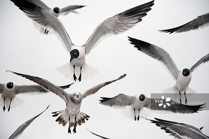 德克萨斯州富尔顿的欢笑海鸥图片素材