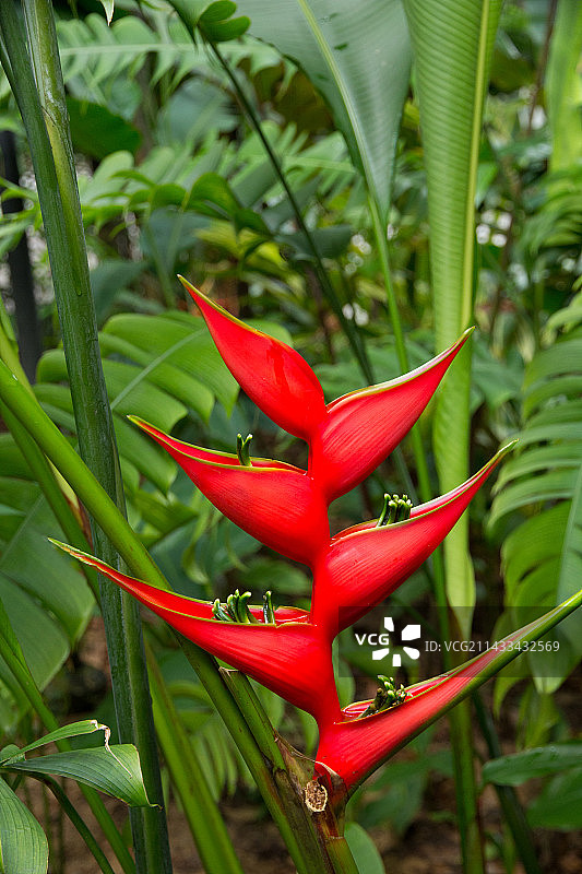 新加坡植物园图片素材