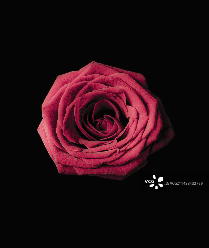 黑色背景上的粉红色玫瑰图片素材