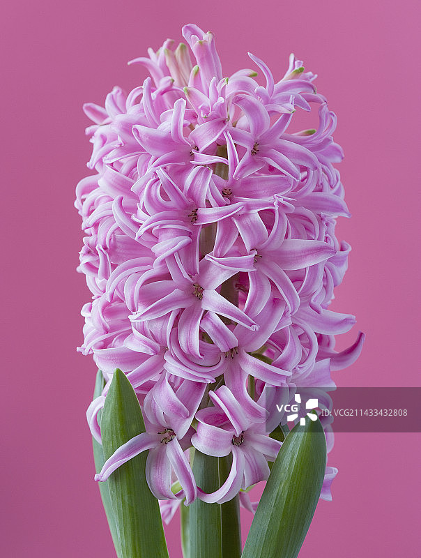 粉珍珠风信子图片素材