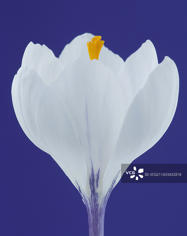 番红花图片素材