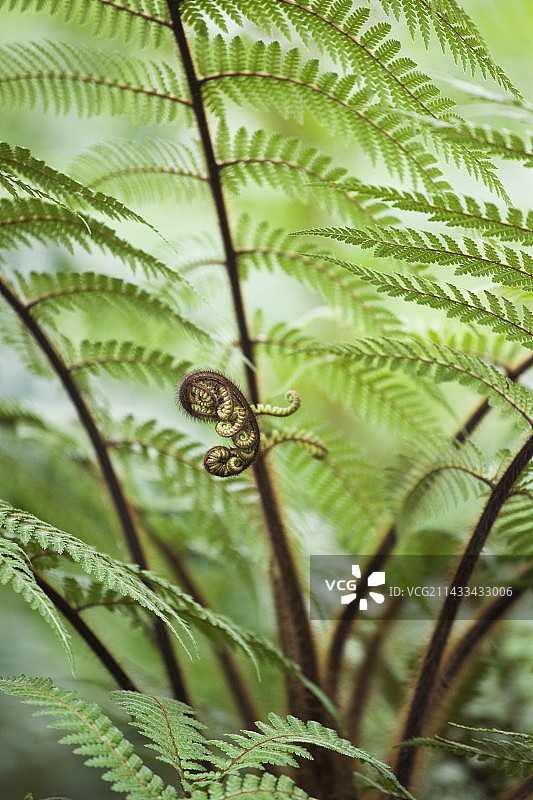 迪克逊棕榈图片素材