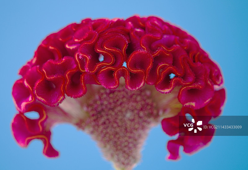 鸡冠花的红色花朵图片素材